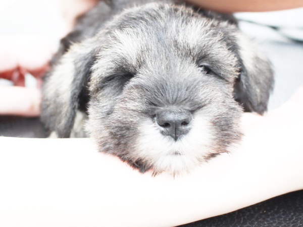 夜間部新2年生、子犬のお手入れ☆☆